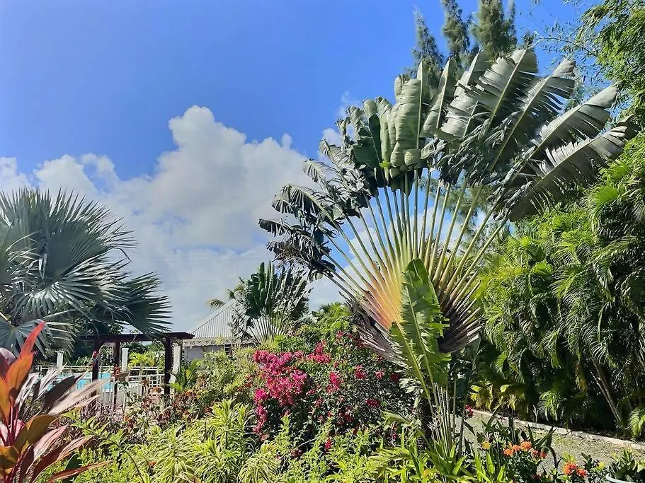 Bungalow Cosy - Superbe Piscine Commune Et Jardin Creole Pour Un Sejour Enchante Saint-Francois  Apartamento Saint-Francois (Grande-Terre)